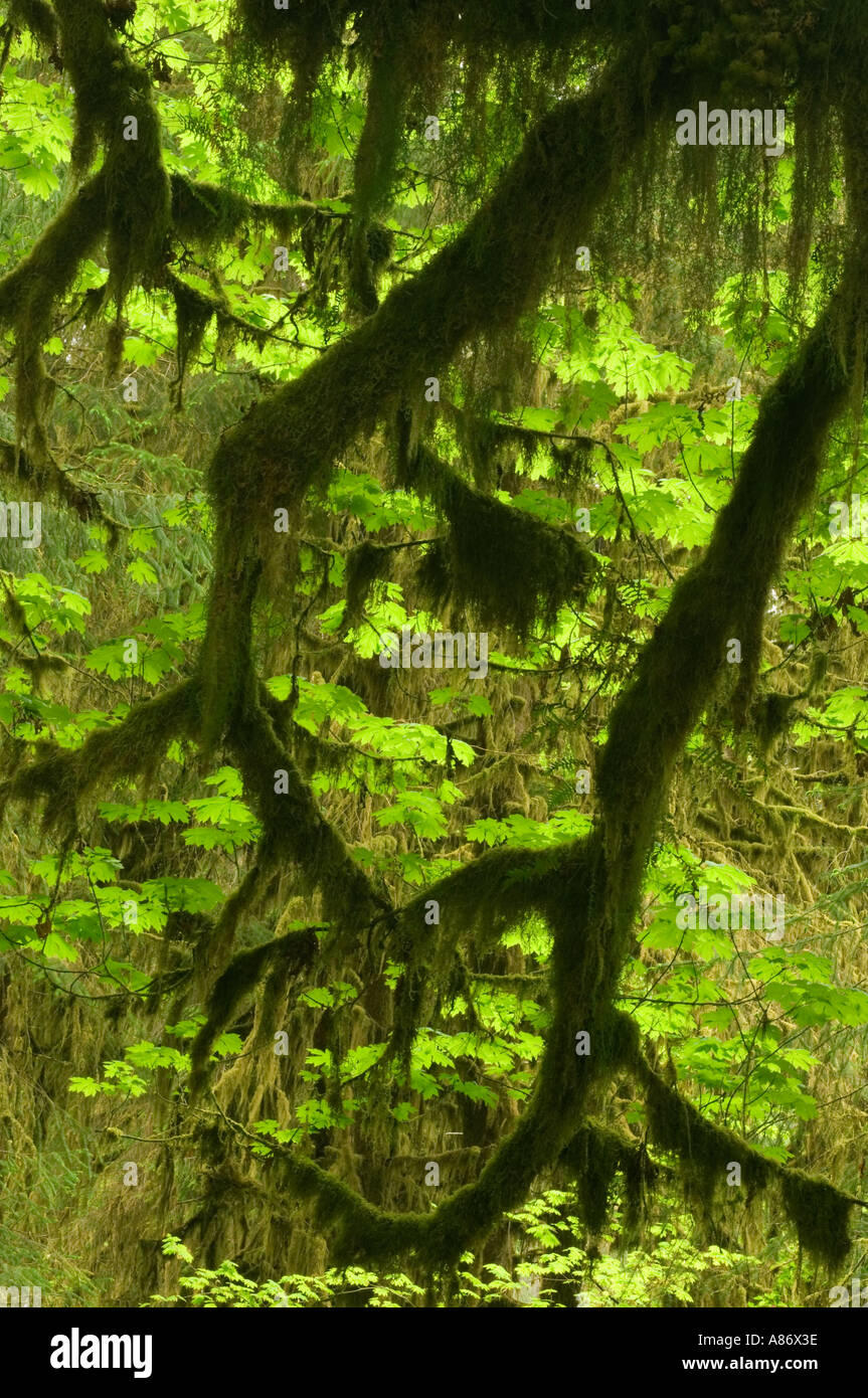 Il Parco nazionale di Olympic, WA mite foresta pluviale, Hoh River Valley, grandi foglie di Acero (Acer macrophyllum) Foto Stock
