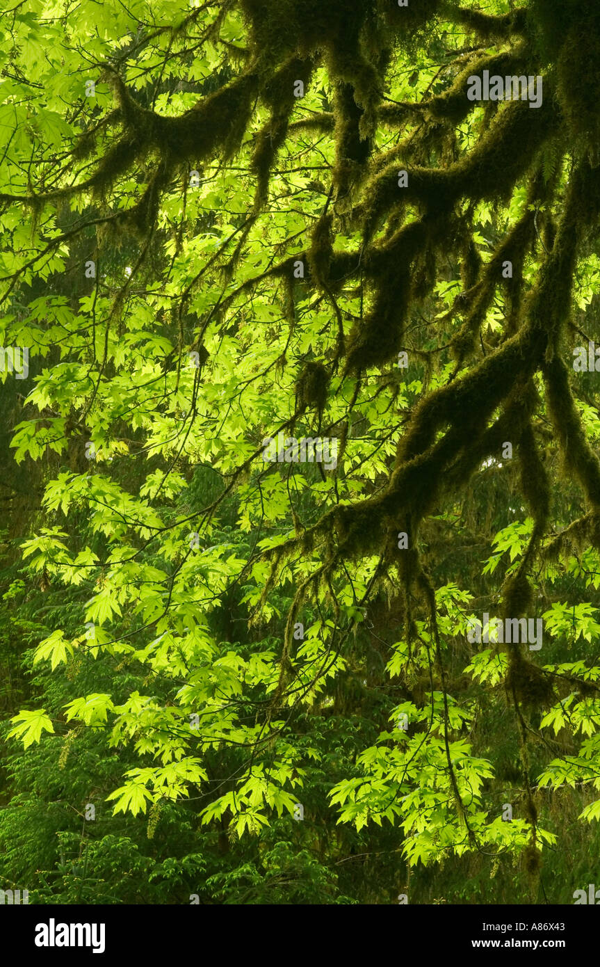 Il Parco nazionale di Olympic WA mite foresta pluviale Hoh River Valley grandi foglie di acero Acer macrophyllum Foto Stock