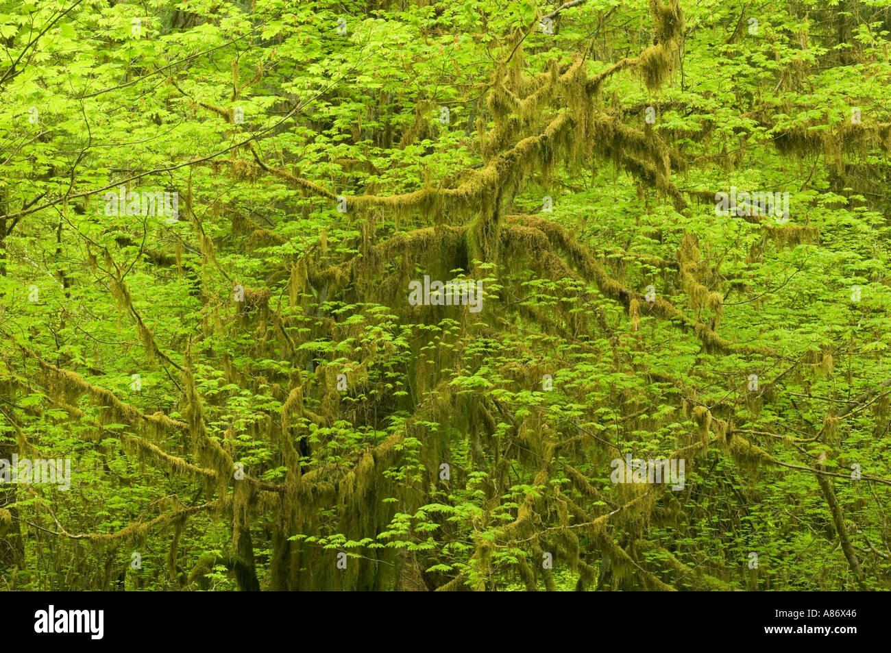 Il Parco nazionale di Olympic WA mite foresta pluviale Hoh River Valley Moss e nuove foglie di vite Maple Acer circinatum può Foto Stock