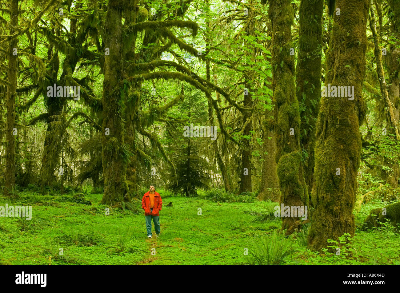 Il Parco nazionale di Olympic WA mite foresta pluviale Hoh River Valley escursionista nella foresta magica modello rilasciato Foto Stock