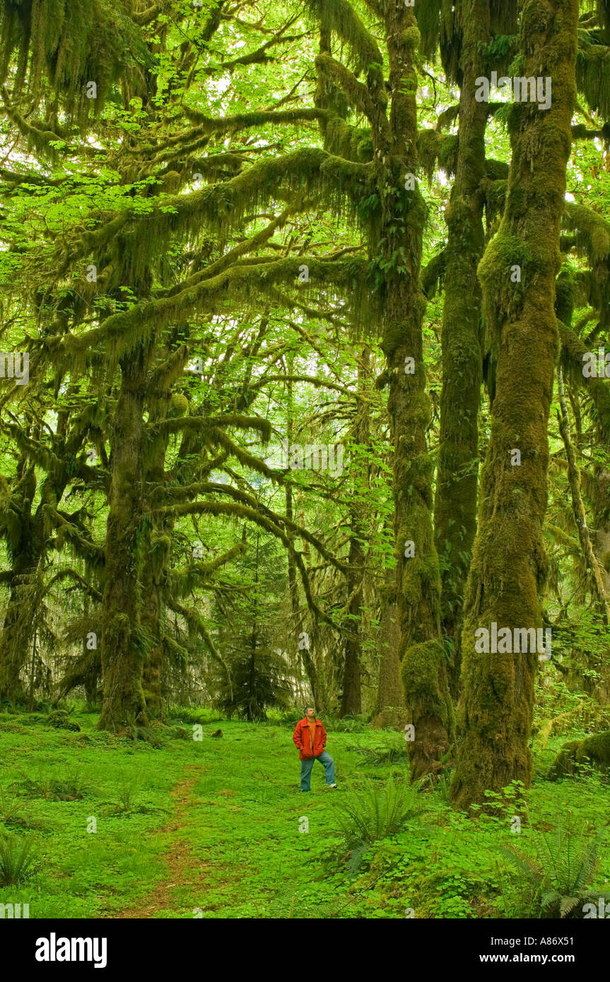 Il Parco nazionale di Olympic WA mite foresta pluviale Hoh River Valley escursionista nella foresta magica modello rilasciato Foto Stock