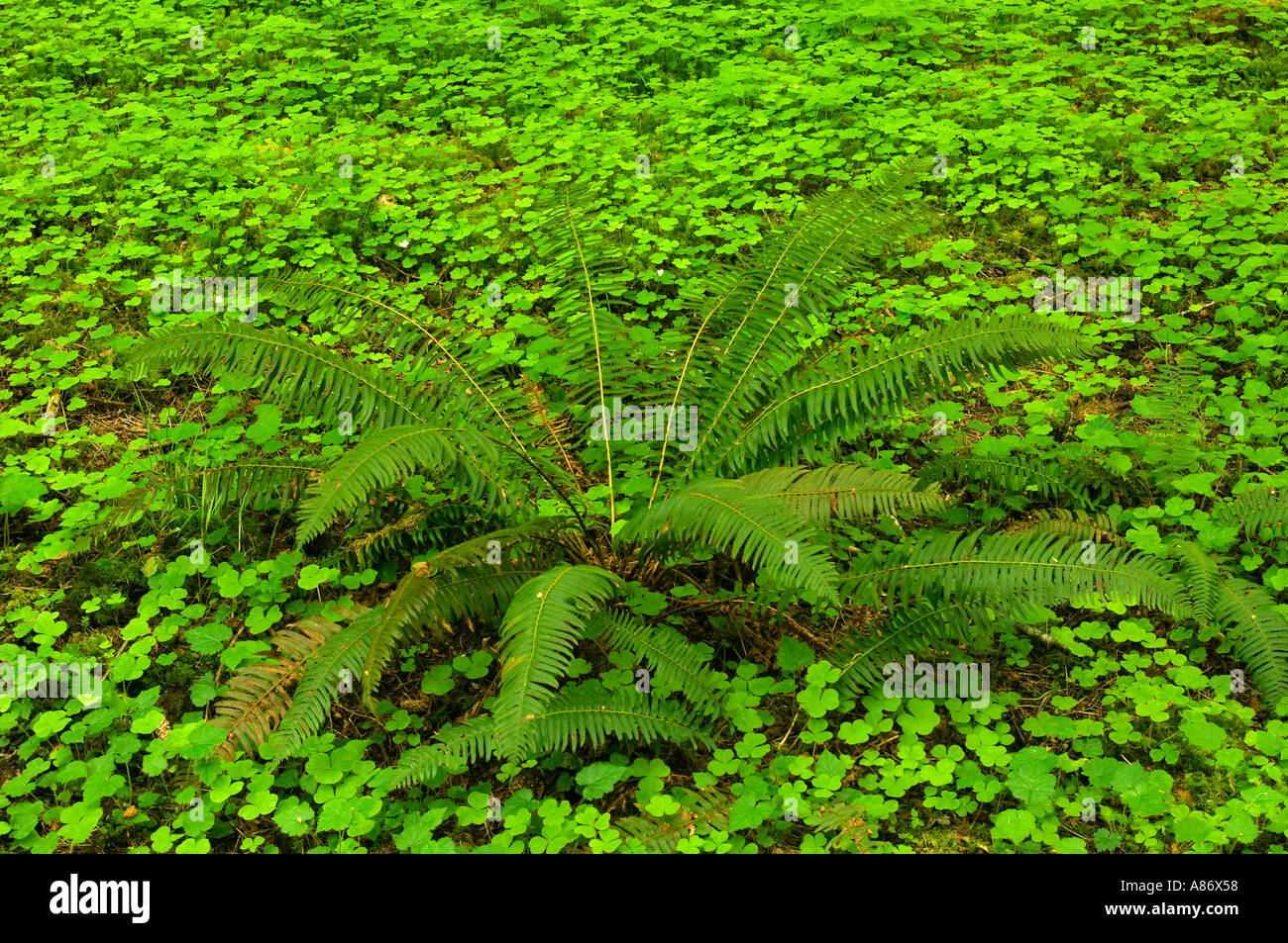 Il Parco nazionale di Olympic, WA mite foresta pluviale, Hoh River Valley, spada fern e oxalis, sul suolo della foresta Foto Stock