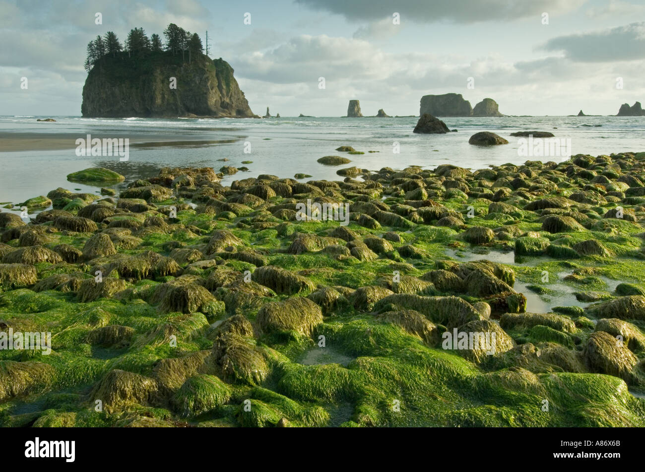 Il Parco nazionale di Olympic, WA, costa vicino a La Push, alghe rocce coperte e stack offshore Foto Stock