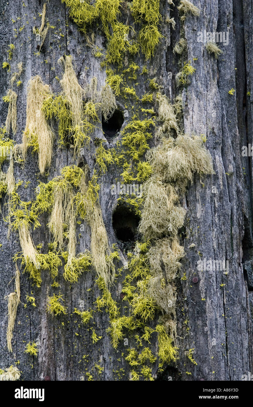 Nido di picchio fori in piedi albero morto, Siskiyou Mountains, Oregon meridionale, gli alberi morti hanno un valore Foto Stock