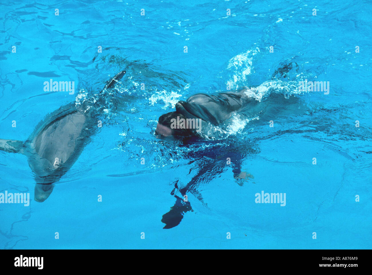 Italia Riccione Sabrina Bolucci è nuotare con un delfino in un delfinario durante il corso di formazione Foto Stock