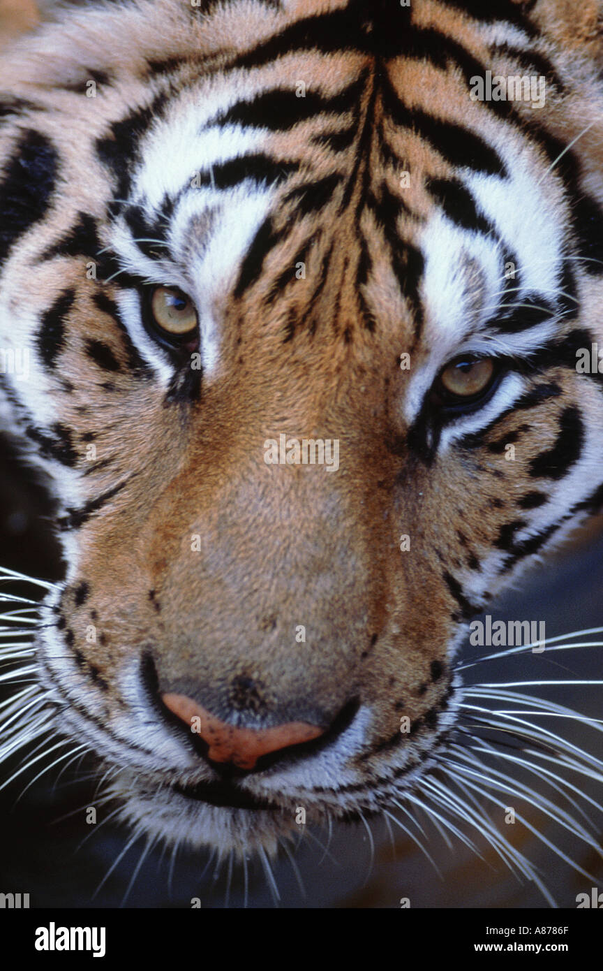 Un incredibile close up del volto di una tigre Foto Stock