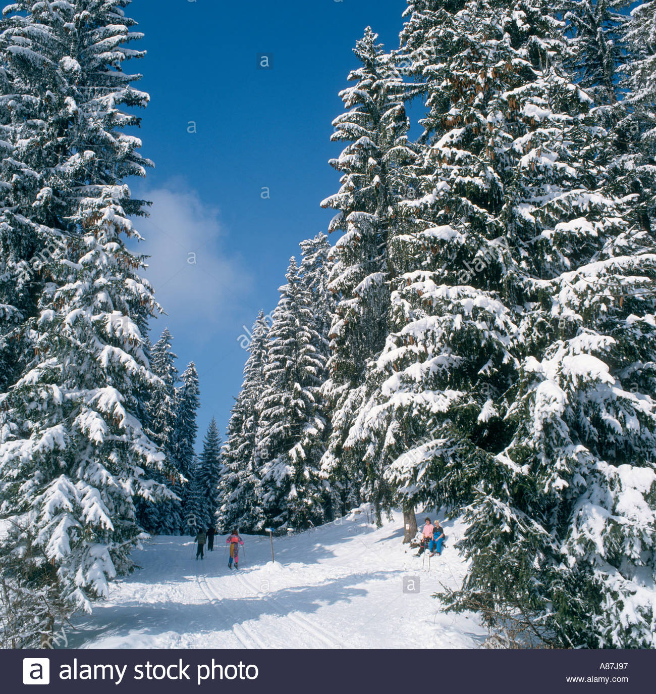 Sci di fondo in neve fresca, Araches, Haute Savoie, sulle Alpi francesi, Francia Foto Stock