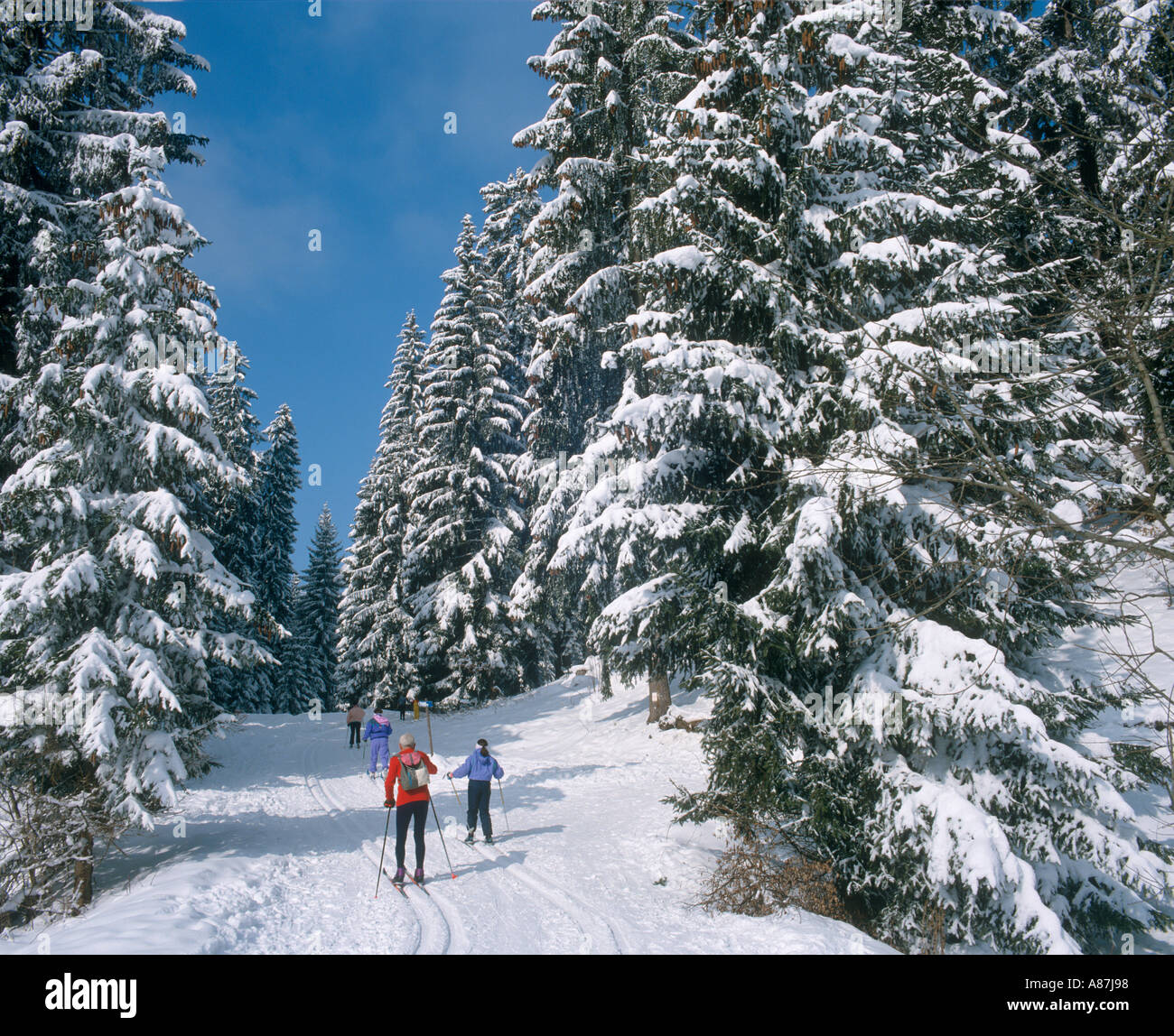 Sci di fondo in neve fresca, Araches, Haute Savoie, sulle Alpi francesi, Francia Foto Stock