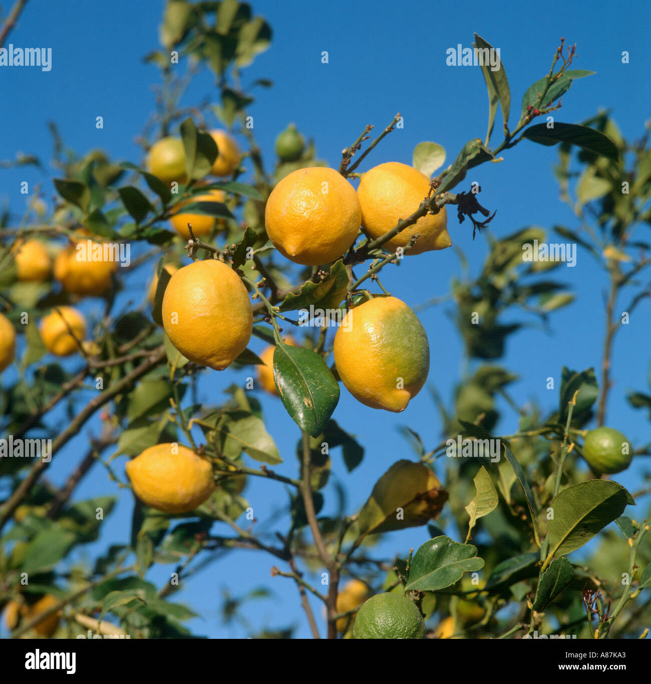 Lemon Tree vicino a Alicante - Costa Blanca, Spagna Foto Stock