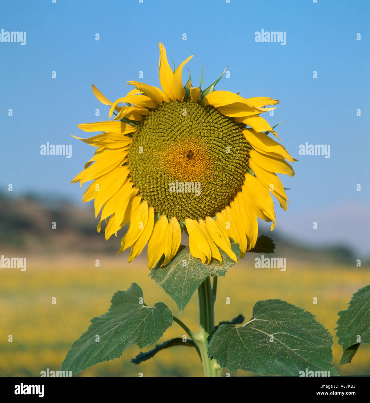 Close up di un girasole (Helianthus annuus), Andalusia, Spagna Foto Stock