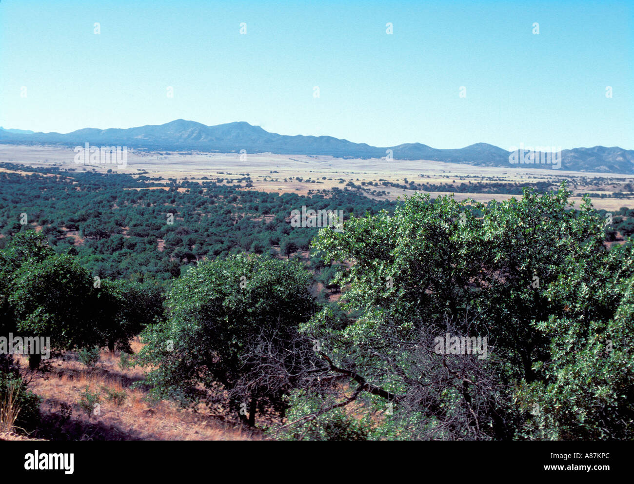 Rovere - ginepro habitat boschivo, San Rafael Valley Arizona USA Gennaio Foto Stock