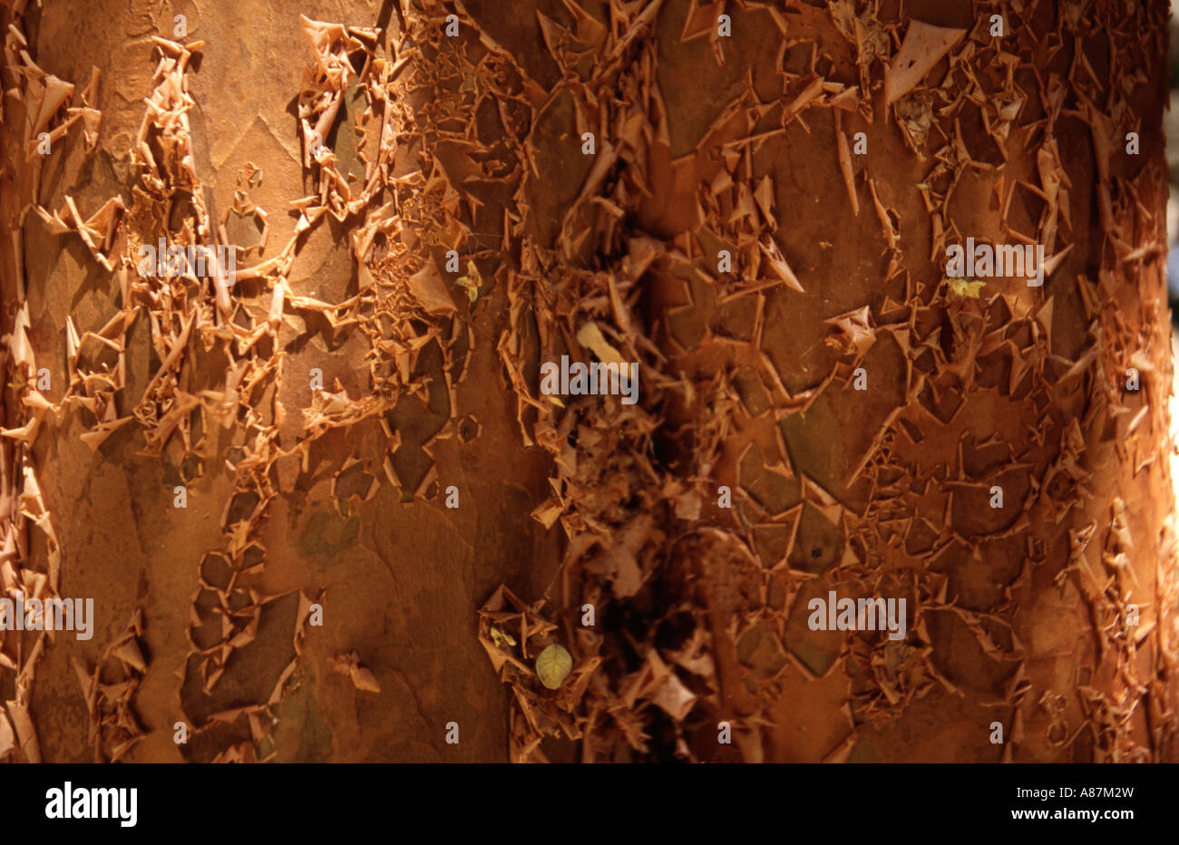 Corteccia di un albero arrayanes Anrgentina America del Sud Foto Stock