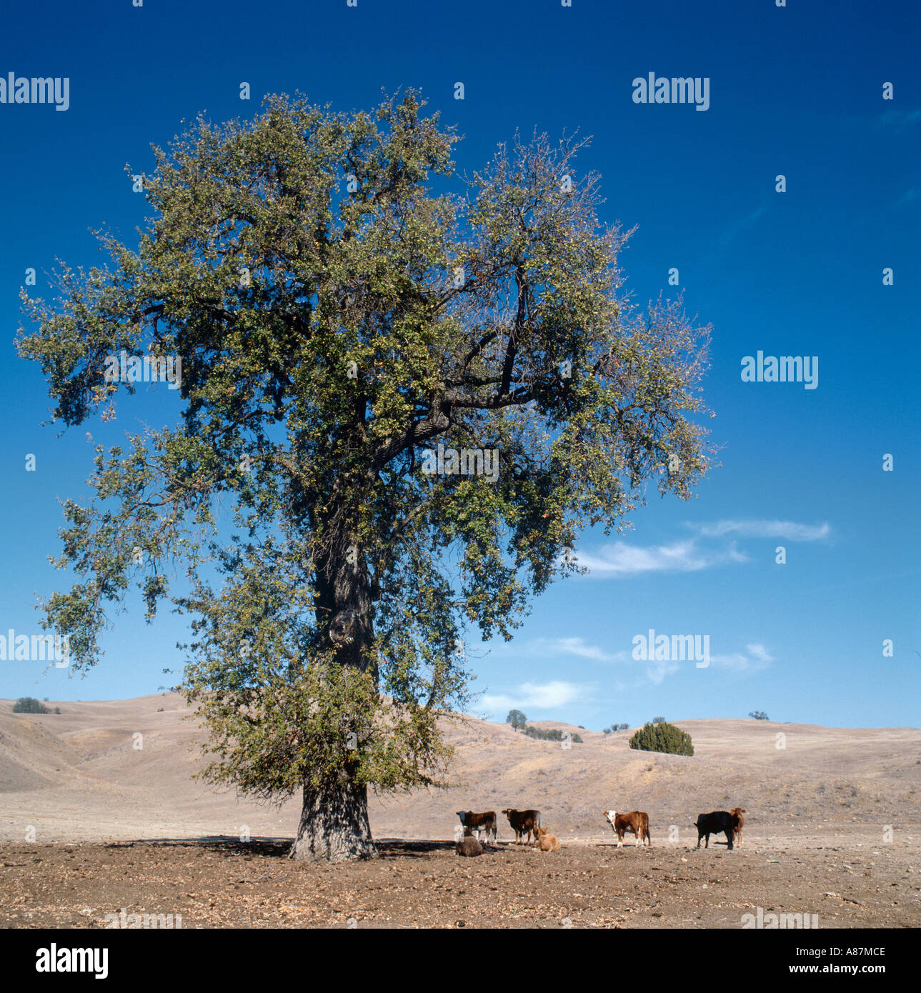 Bovini nell'ombra di un albero in un ranch in California centrale, STATI UNITI D'AMERICA Foto Stock