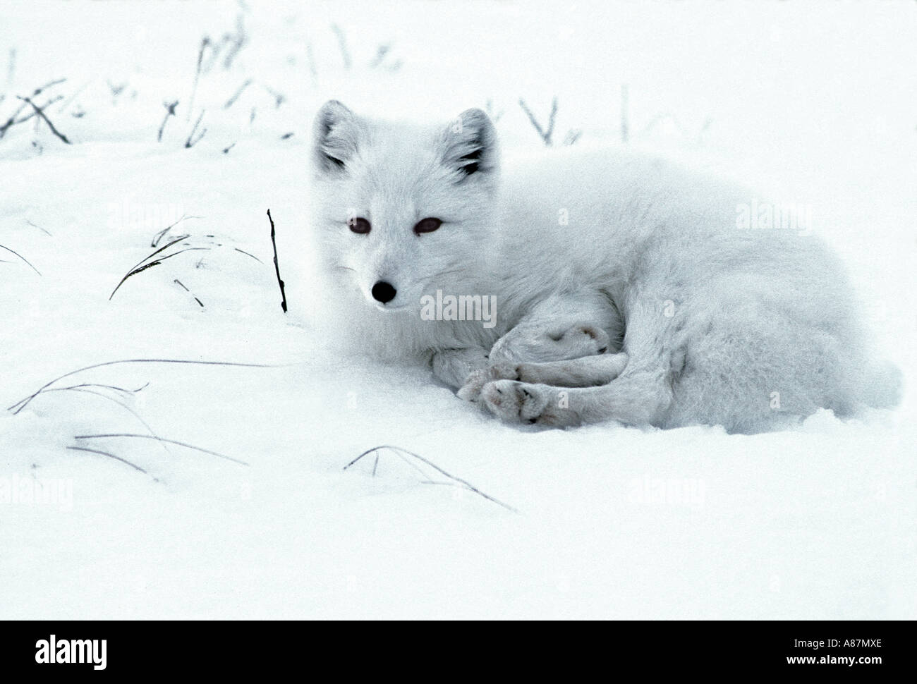 Arctic Fox Alopex lagopus Churchill Manitoba Canada adulto Foto Stock
