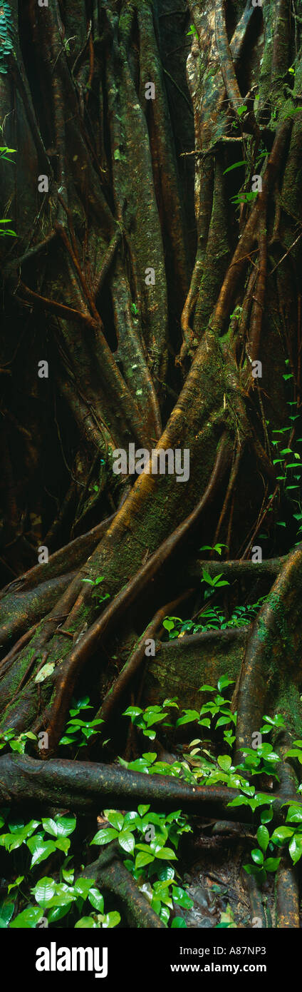 Dettaglio delle radici degli alberi nella foresta pluviale tropicale di Cape Tribulation Queensland Australia Foto Stock