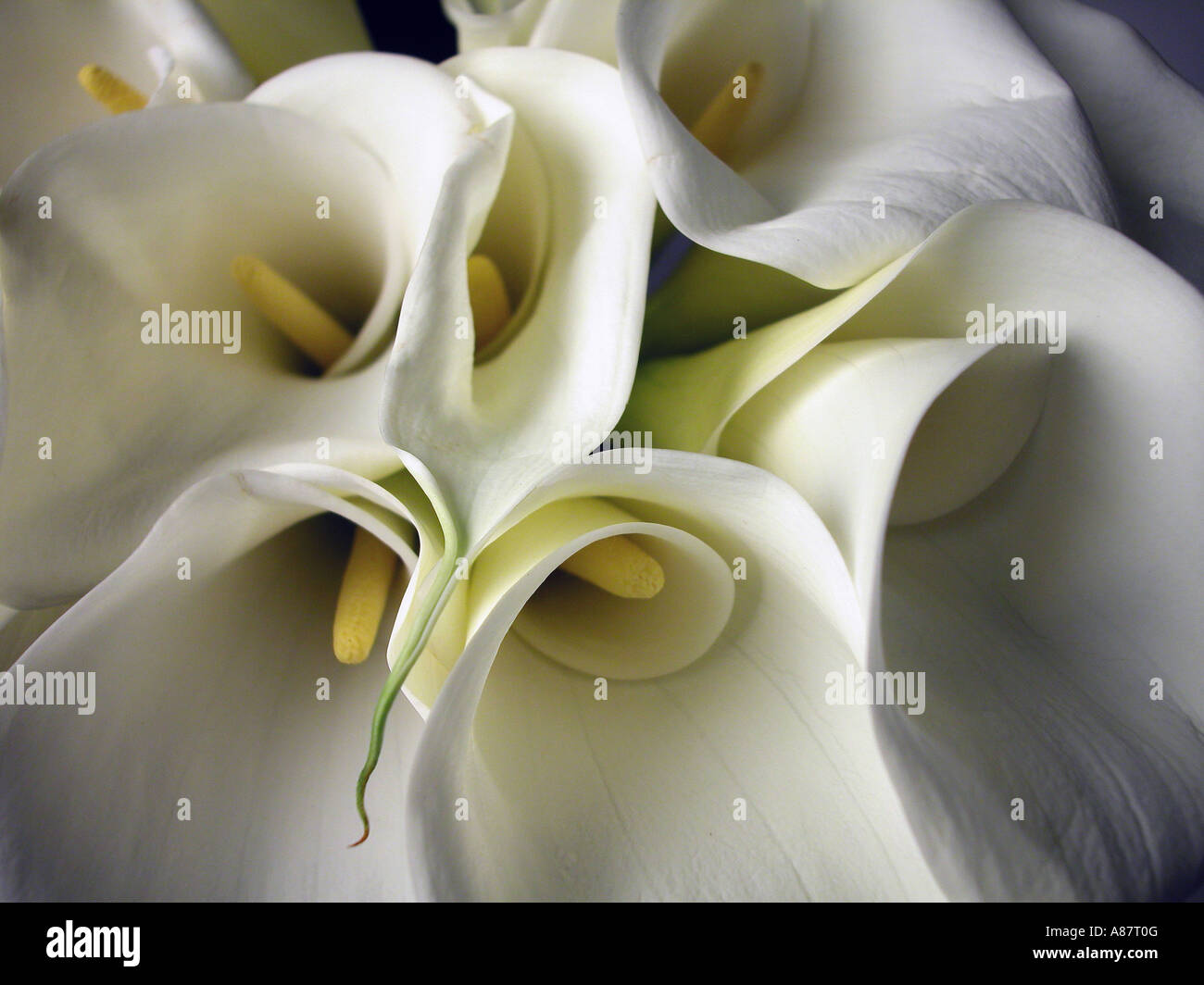 Bouquet di Calla Gigli. Foto Stock