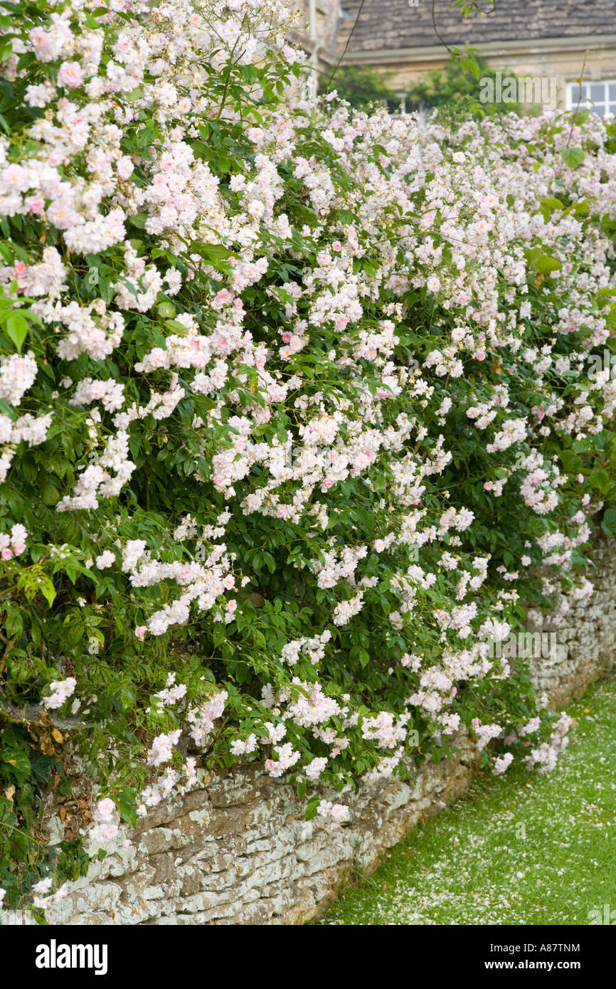 Rosa Pauls Himalayan Musk Foto Stock