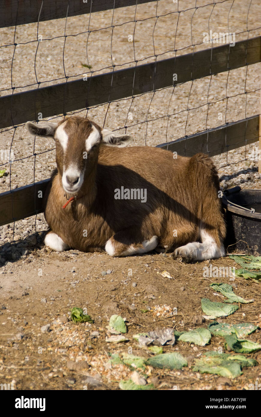 Razze di capre immagini e fotografie stock ad alta risoluzione - Alamy