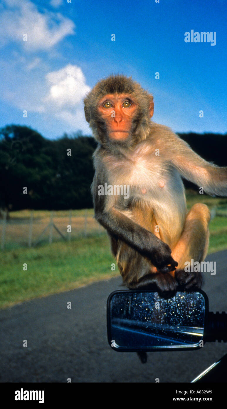 Vista di una piccola scimmia che è seduto sul lato del conducente finestra del peering in macchina Foto Stock