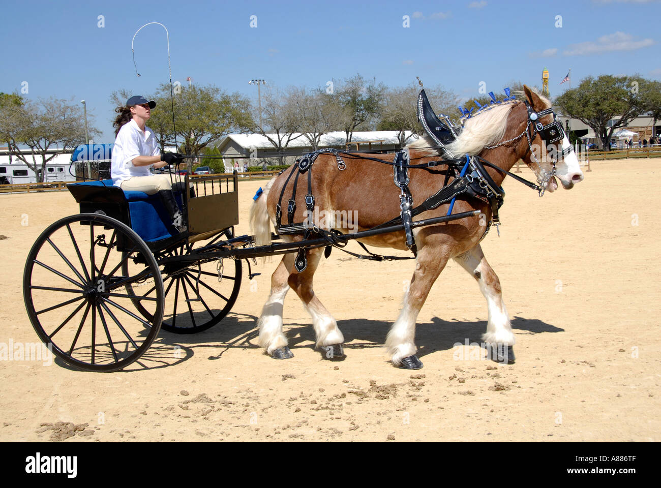 Progetto di cavallo mostra caratteristiche carro tirando la concorrenza in eventi equestri presso la Florida State Fair in Tampa Florida FL Foto Stock