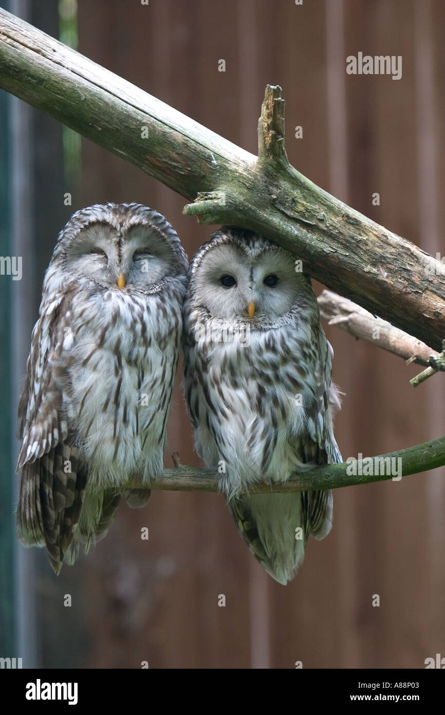 Allocchi ( Strix aluco ) in Aehtaeri, Ahtari, Ähtäri parco degli animali in Finlandia Foto Stock