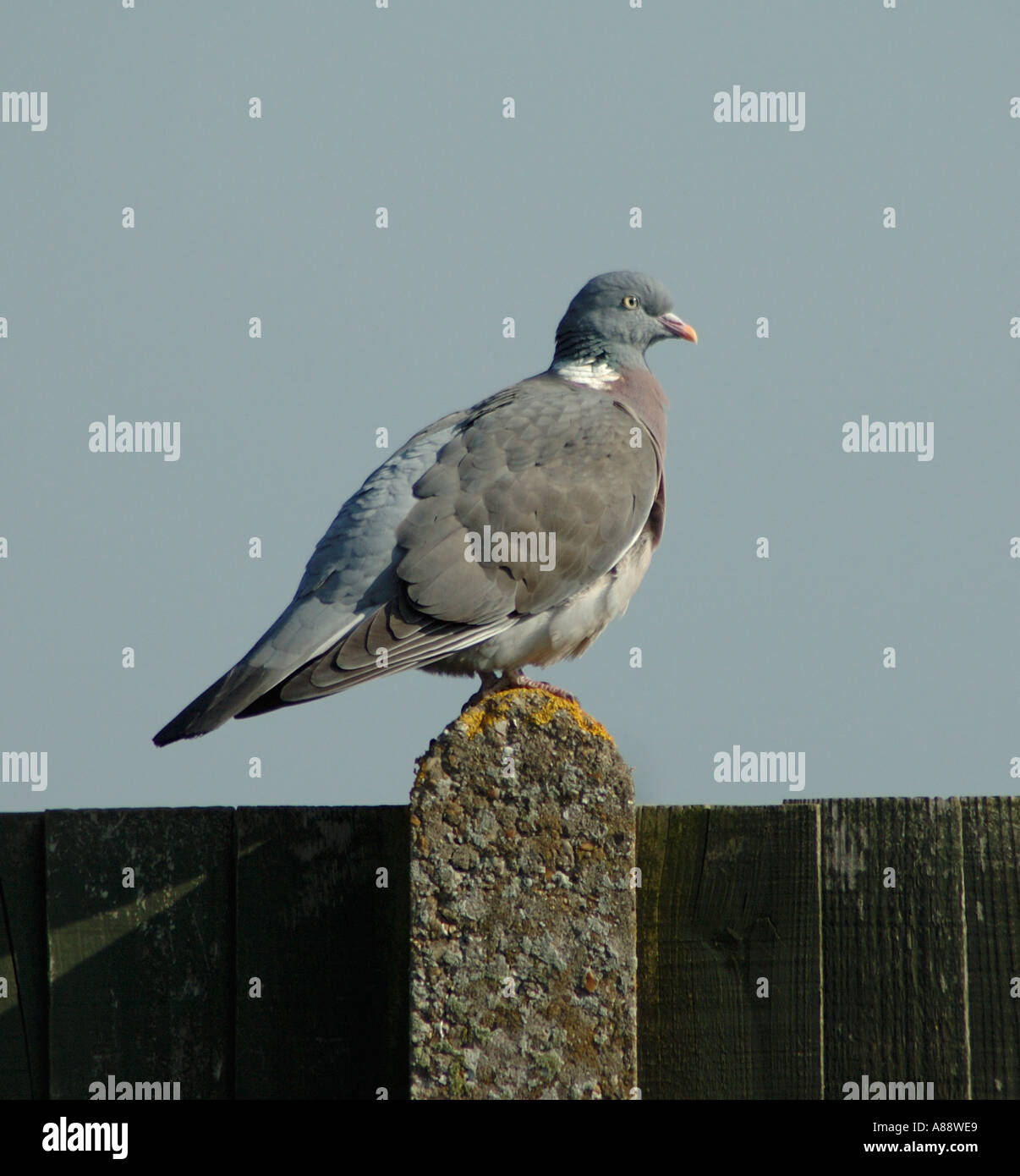 Colombaccio seduto su un giardino fencewood pigeon seduta Foto Stock