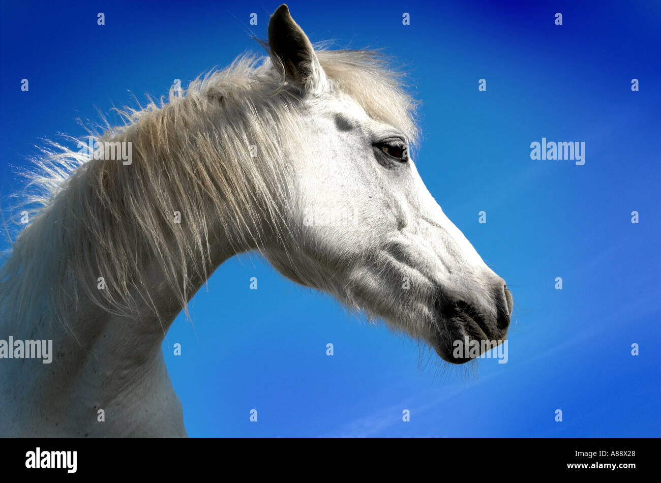 Cavallino bianco contro il cielo blu Foto Stock