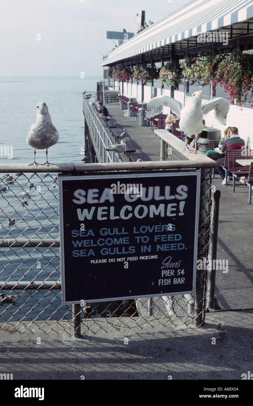 Gabbiani Benvenuto, Pier 54, Seattle, WA, Stati Uniti d'America Foto Stock