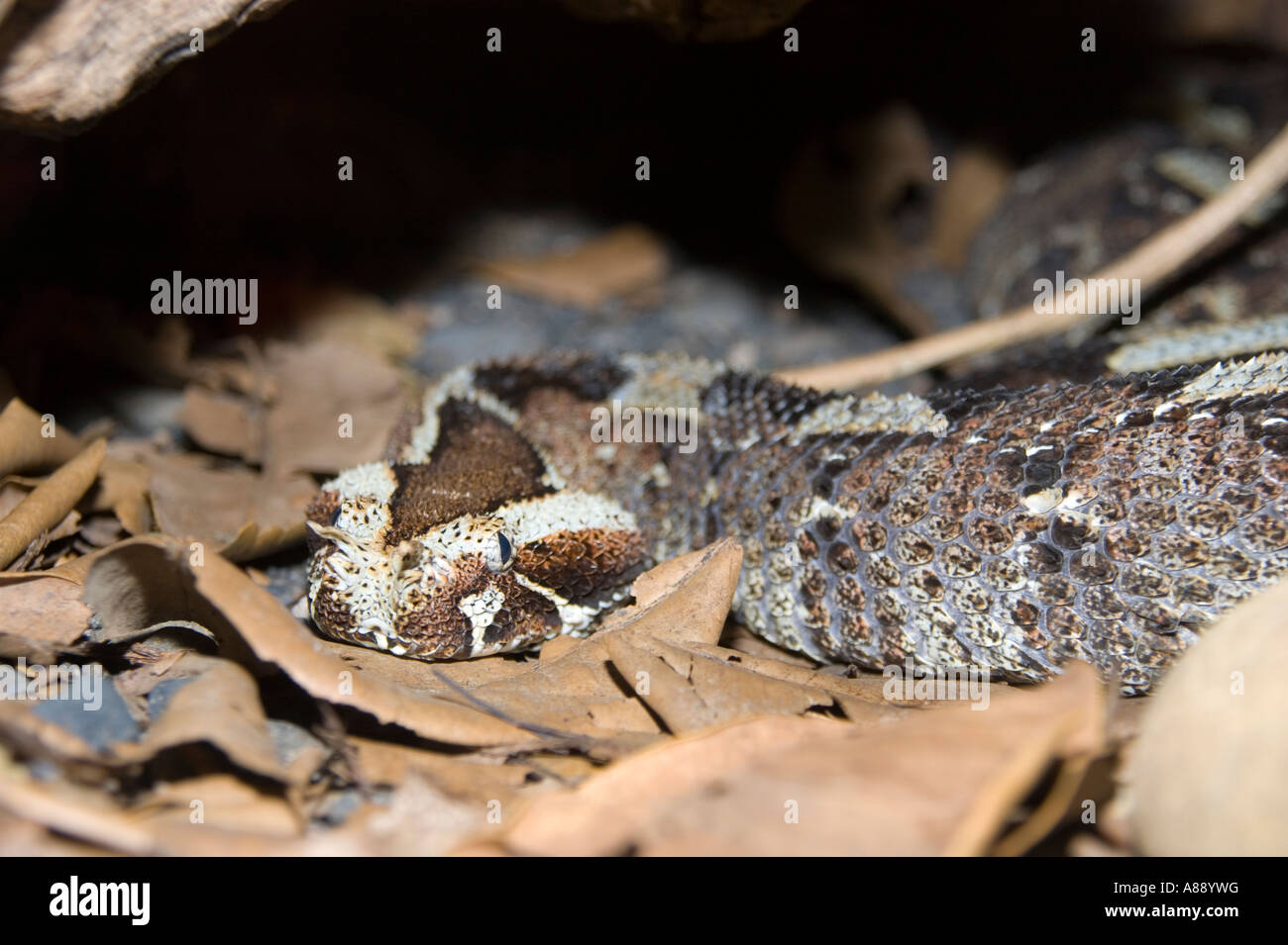 Mimetizzati Rhinoceros Viper Foto Stock