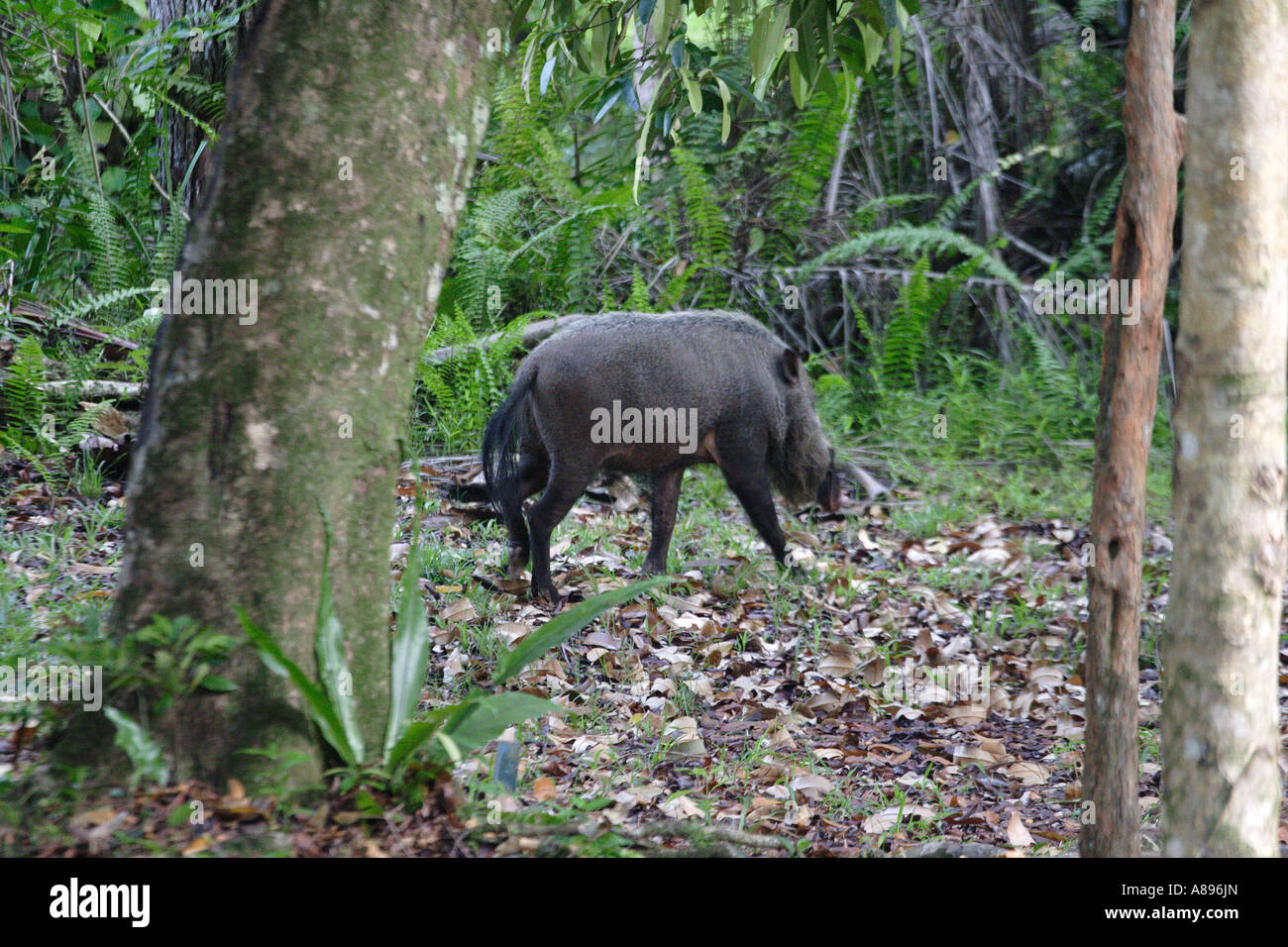 Wild Bornean barbuto pig Sus Barbatus Borneo Malese Foto Stock