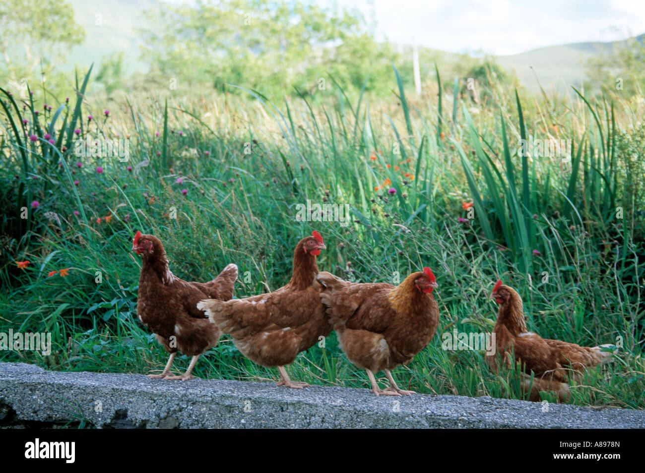 Gregge di polli in piedi su una fattoria irlandese parete di cantiere Foto Stock