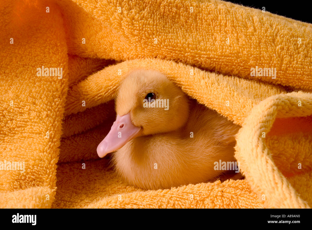 Giovani duck in un asciugamano da bagno Foto Stock