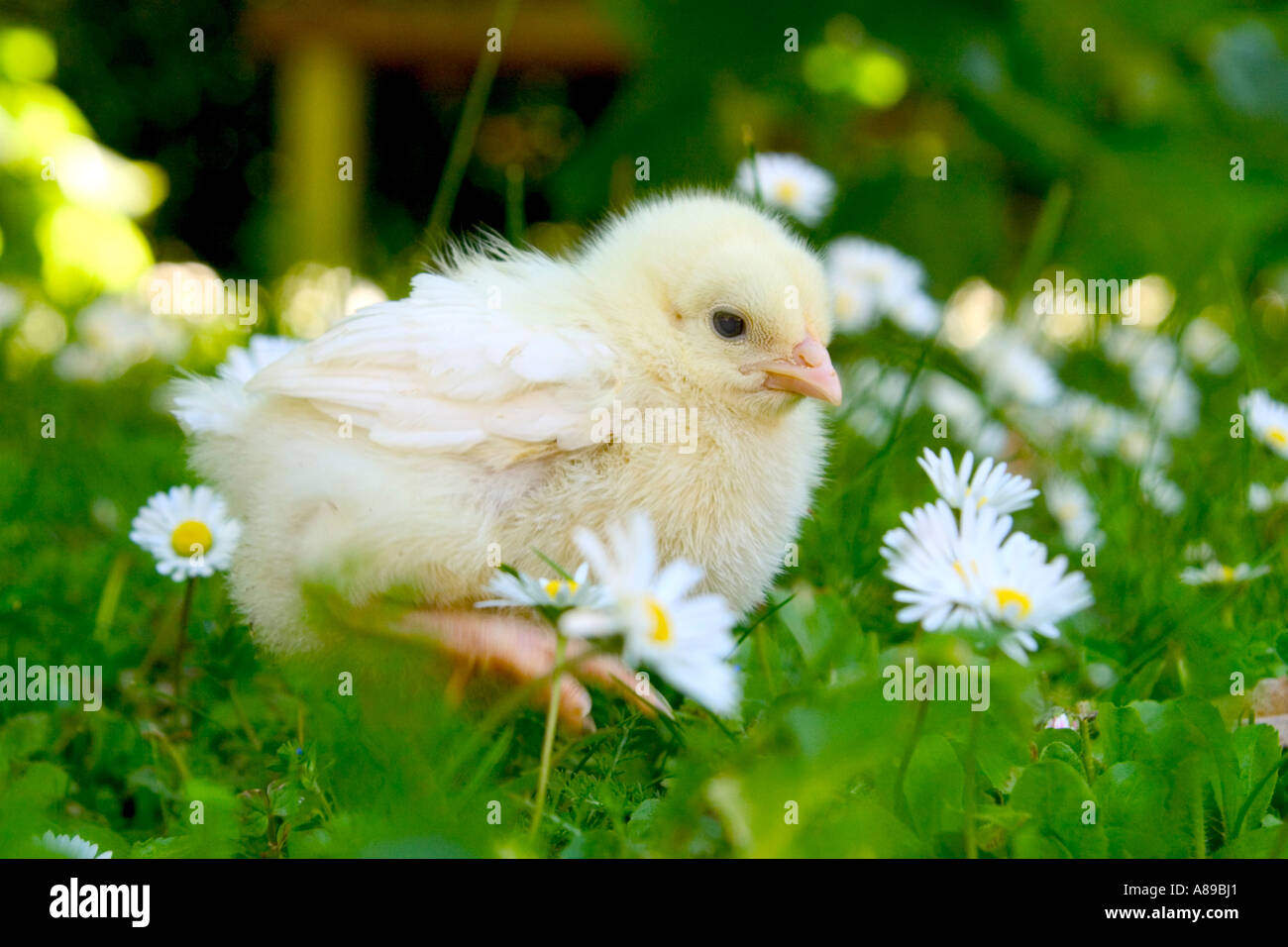 Jung il pollo in un prato Foto Stock