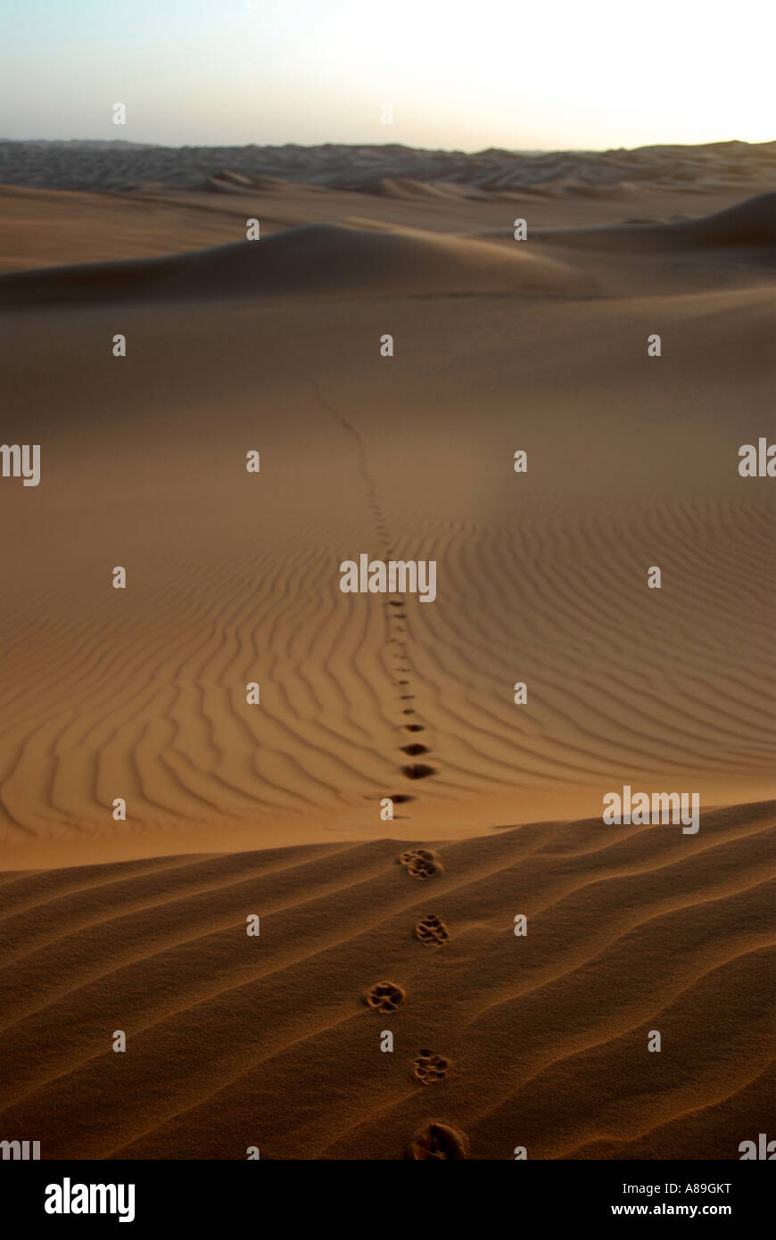 Lungo la via di un Fennec fox Vulpes vulpes zerda in sanddunes Mandara Libia Foto Stock