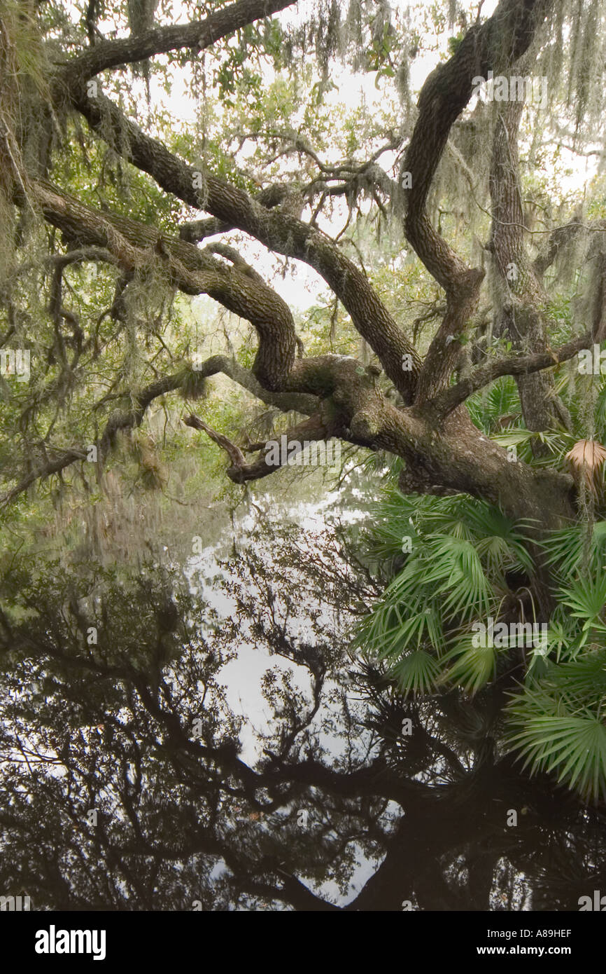 Oscar Scherer stato parco Osprey Florida Foto Stock