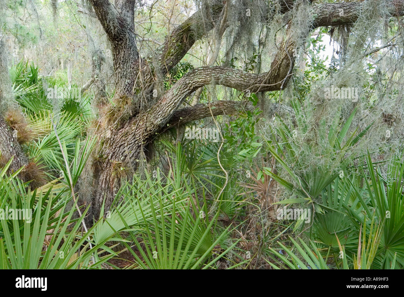 Vegetazione tropicale in Oscar Scherer stato parco Osprey Florida Foto Stock