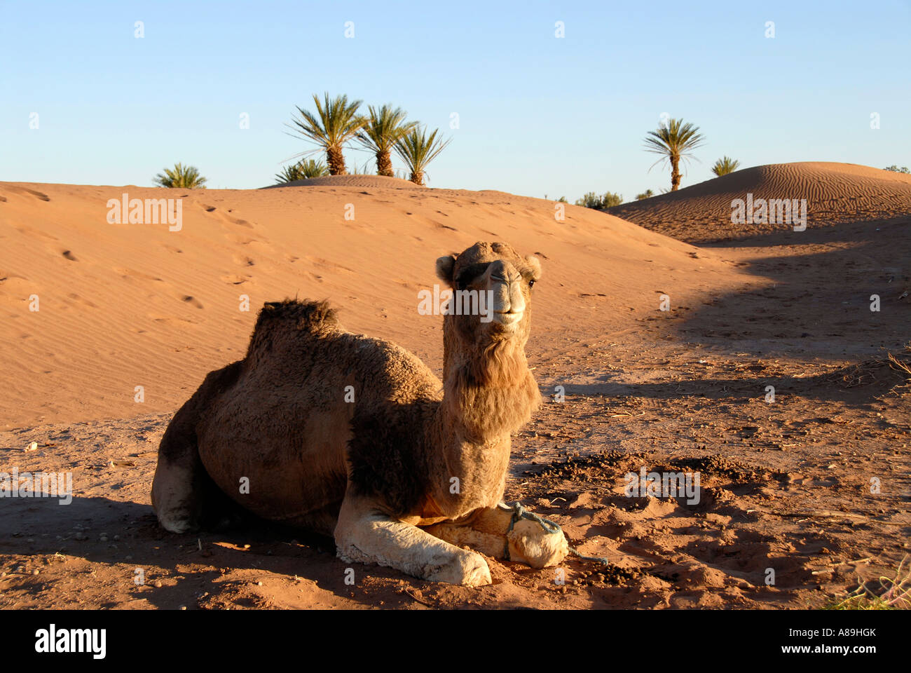 Camel Camelus dromedarius giace tra sanddunes nel deserto vicino a Mhamid Marocco Foto Stock