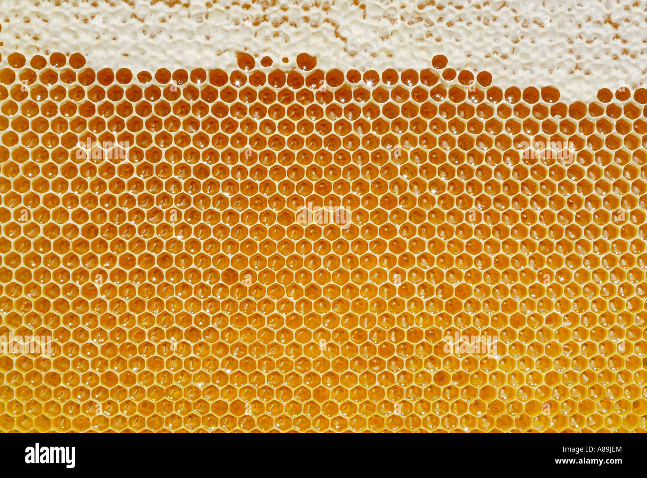 Nido fresco riempito con miele di fiori Foto Stock