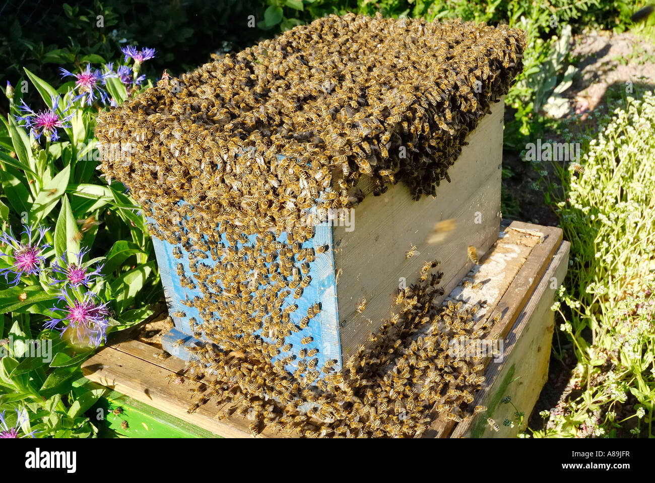 Uno sciame di api raccolte da apicoltore è in movimento in New Hive Foto Stock