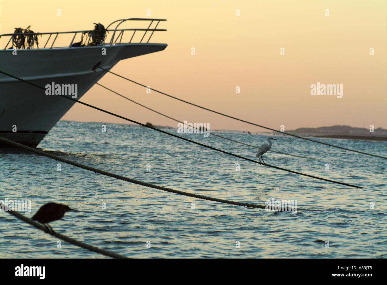 In Egitto il mare rosso un battello da crociera di prua e un airone di sunrise Foto Stock