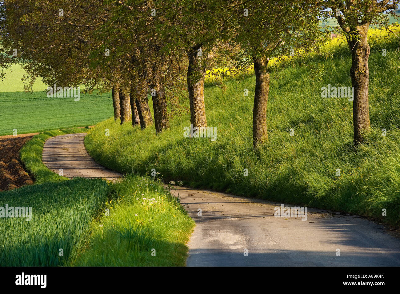 Paese strada con alberi di noce, Swizerland Foto Stock