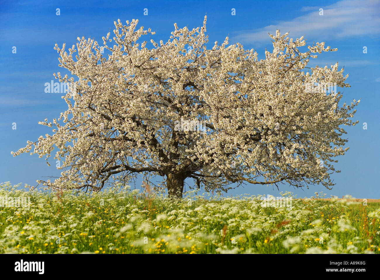 Prato primavera con un unico albero ciliegio (Prunus avium), Svizzera Foto Stock