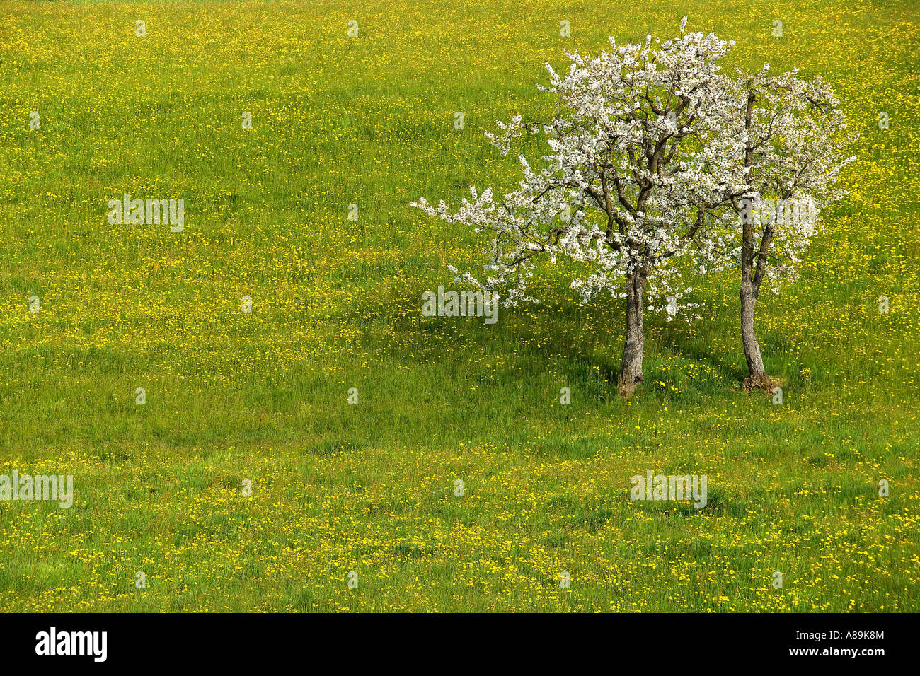 Prato primavera con dandalions (Taraxacum officinale) e due alberi di ciliegio (Prunus avium), Svizzera Foto Stock
