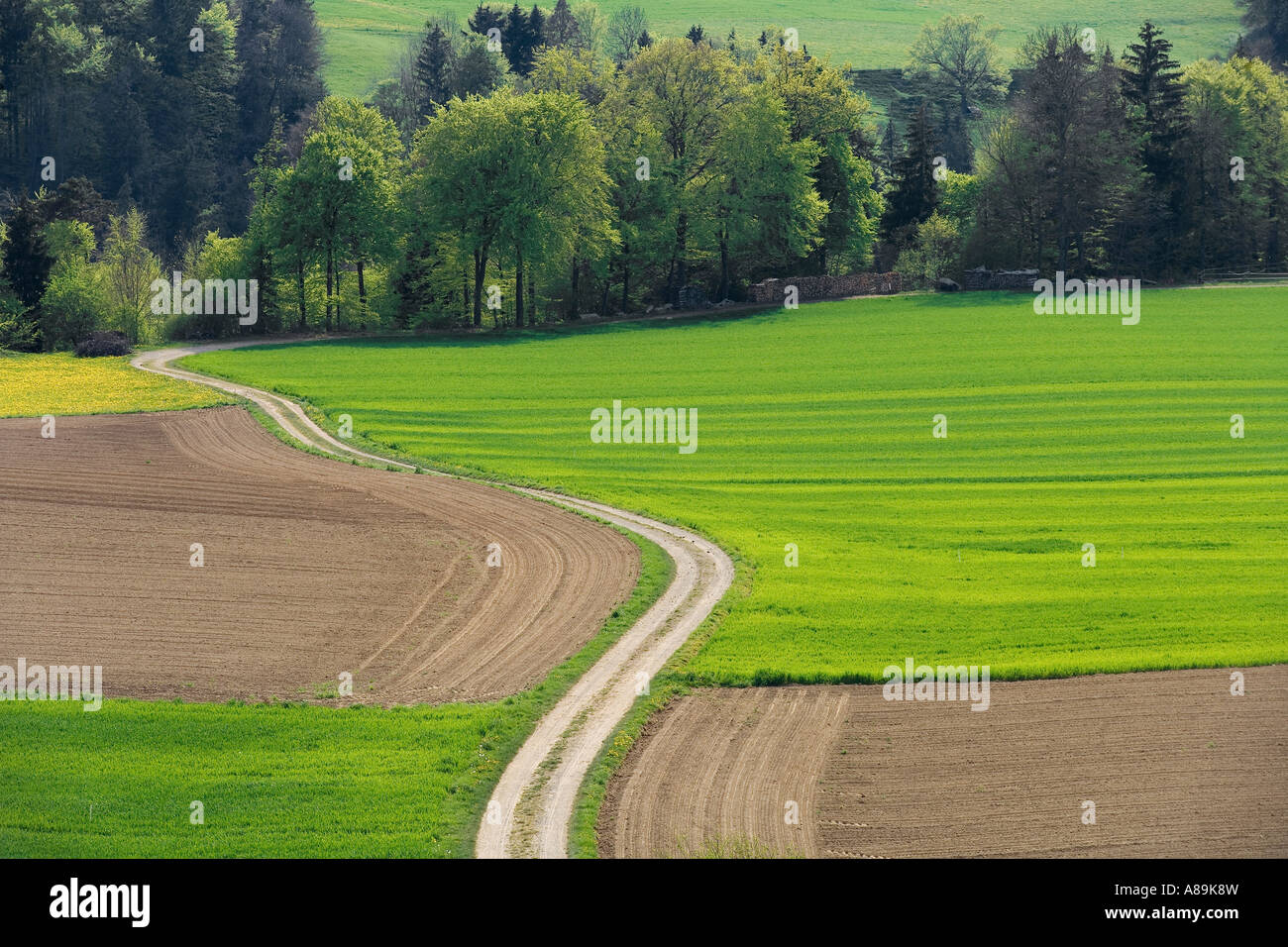 Vicolo del paese e nei campi in primavera, distretto di Sense, del cantone di Friburgo, Svizzera Foto Stock