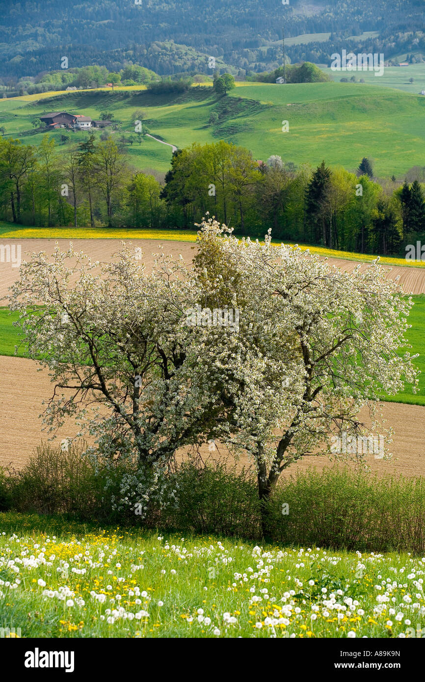 Paesaggio con fioritura ciliegio (Prunus avium), distretto di Sense, Canton Friburgo, Svizzera Foto Stock