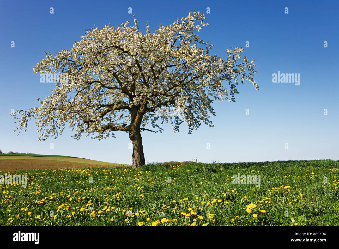 Ciliegio (Prunus avium), Svizzera Foto Stock