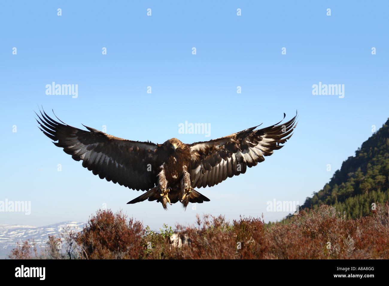 Aquila reale Aquila chrysaetos attorno alla terra con le ali aperte contro un cielo blu con scottish montagne in distanza Foto Stock