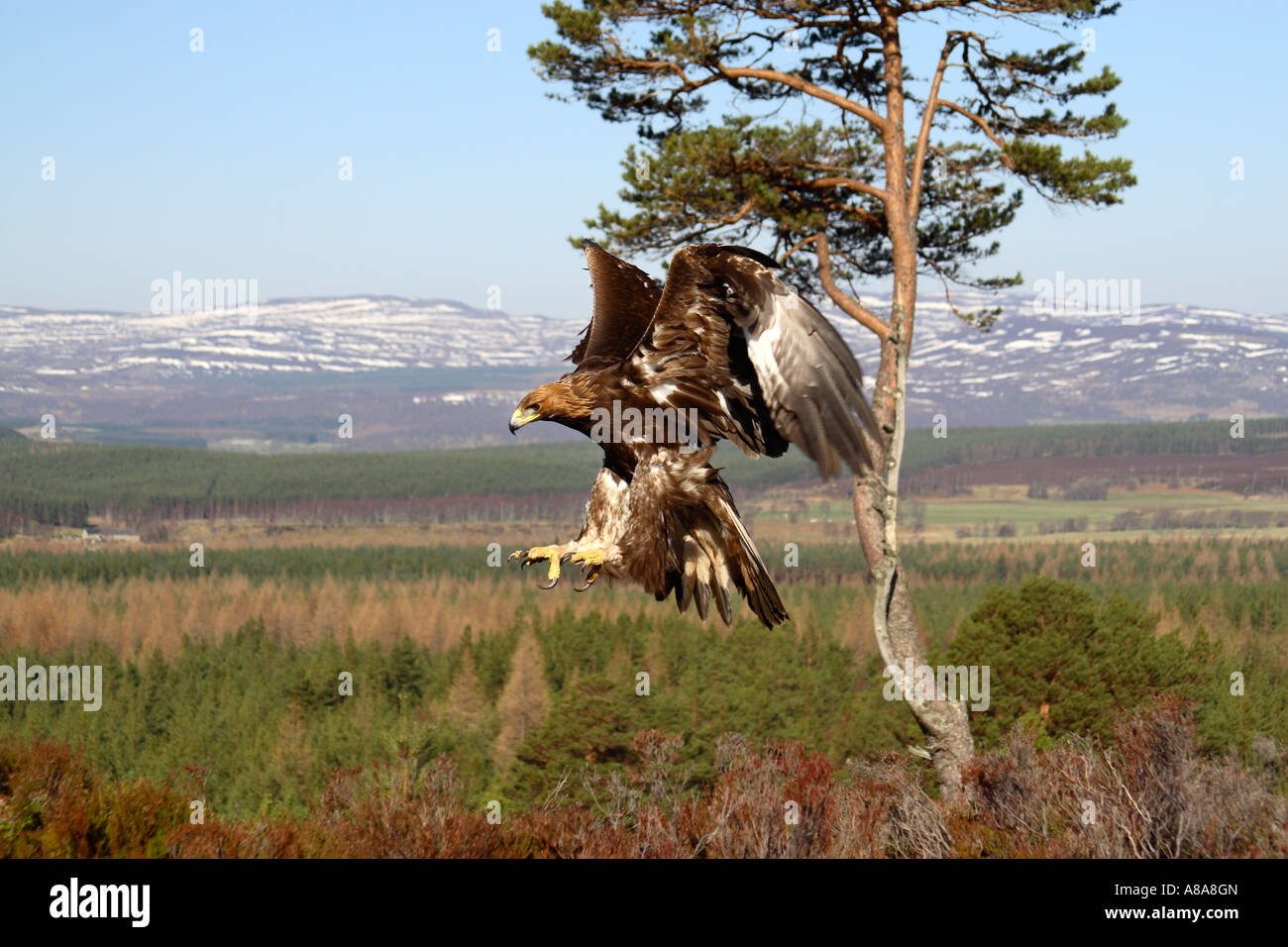 Aquila reale Aquila chrysaetos alette aperte attorno alla terra con la Scottish montagne in distanza Foto Stock