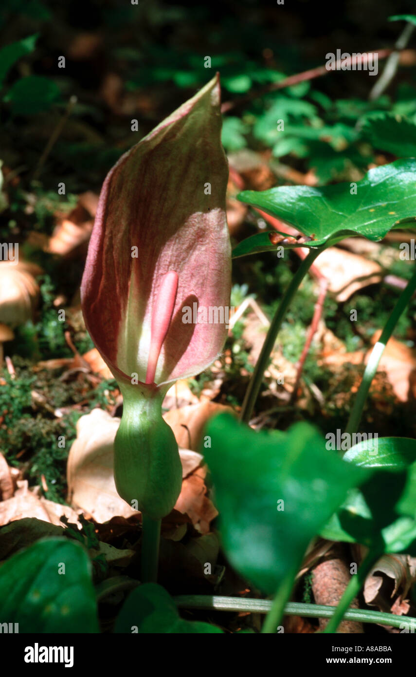 Red selvatica Arum cuculo pinta fioritura in Germania velenoso Foto Stock