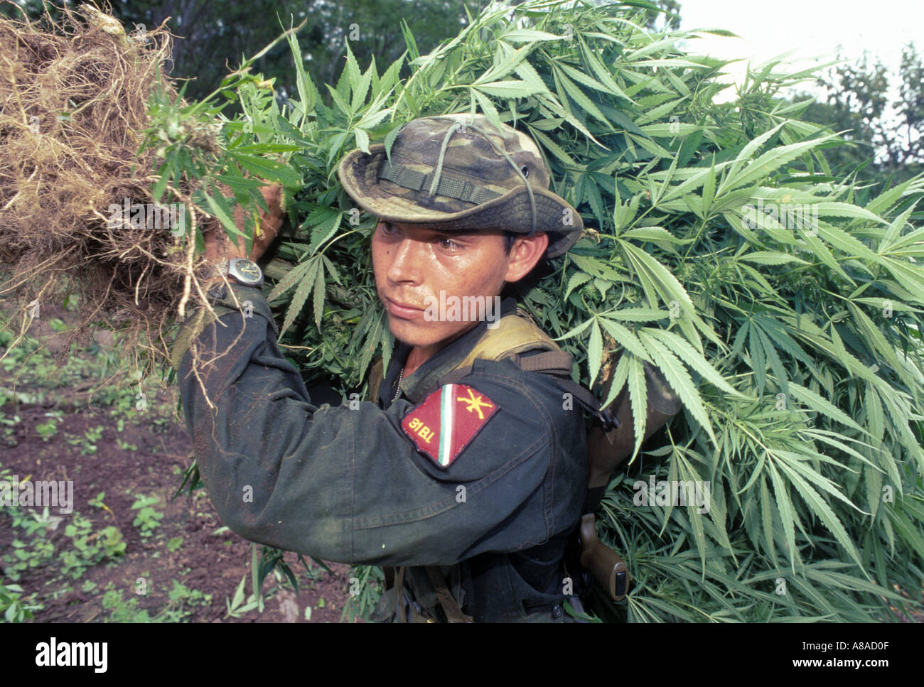 Un soldato dell'esercito messicano porta sradicate maturare le piante di marijuana in preparazione per la masterizzazione in Sinaloa Messico Foto Stock